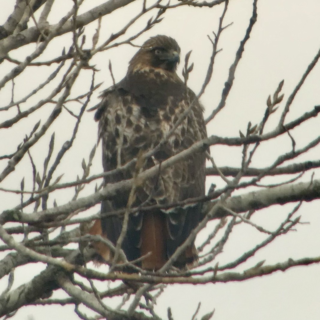 Red-tailed Hawk (abieticola) - ML141813891