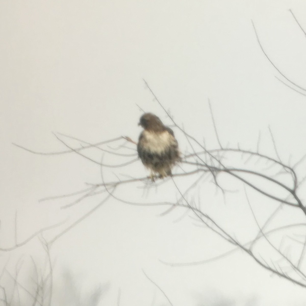 Red-tailed Hawk (abieticola) - ML141813971