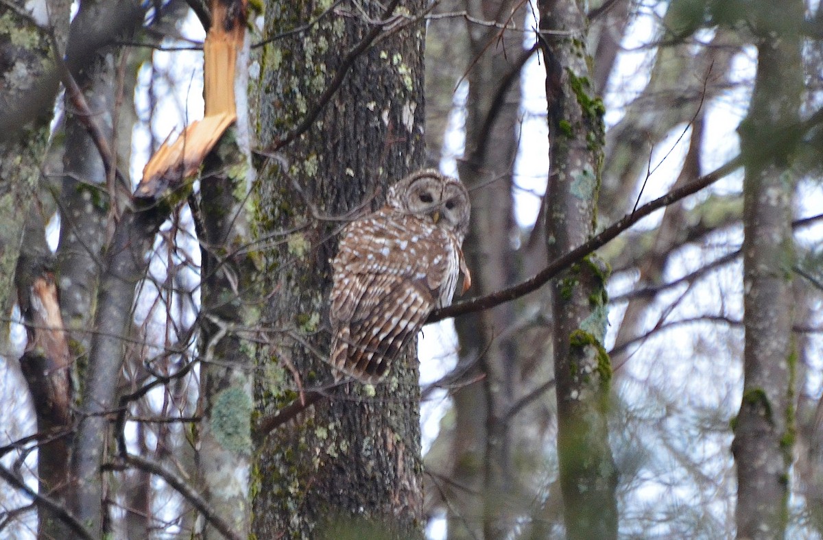 Barred Owl - ML141814611