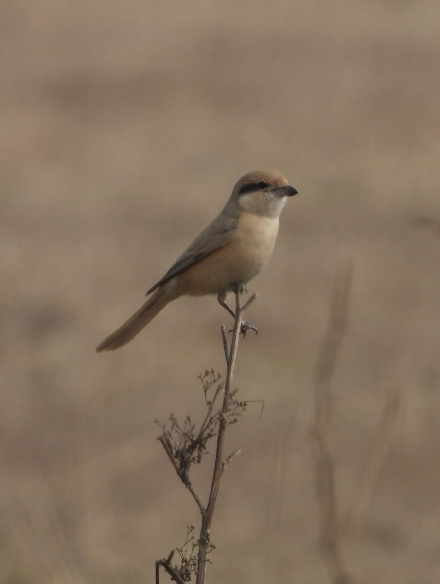 Isabelline Shrike - ML141814951