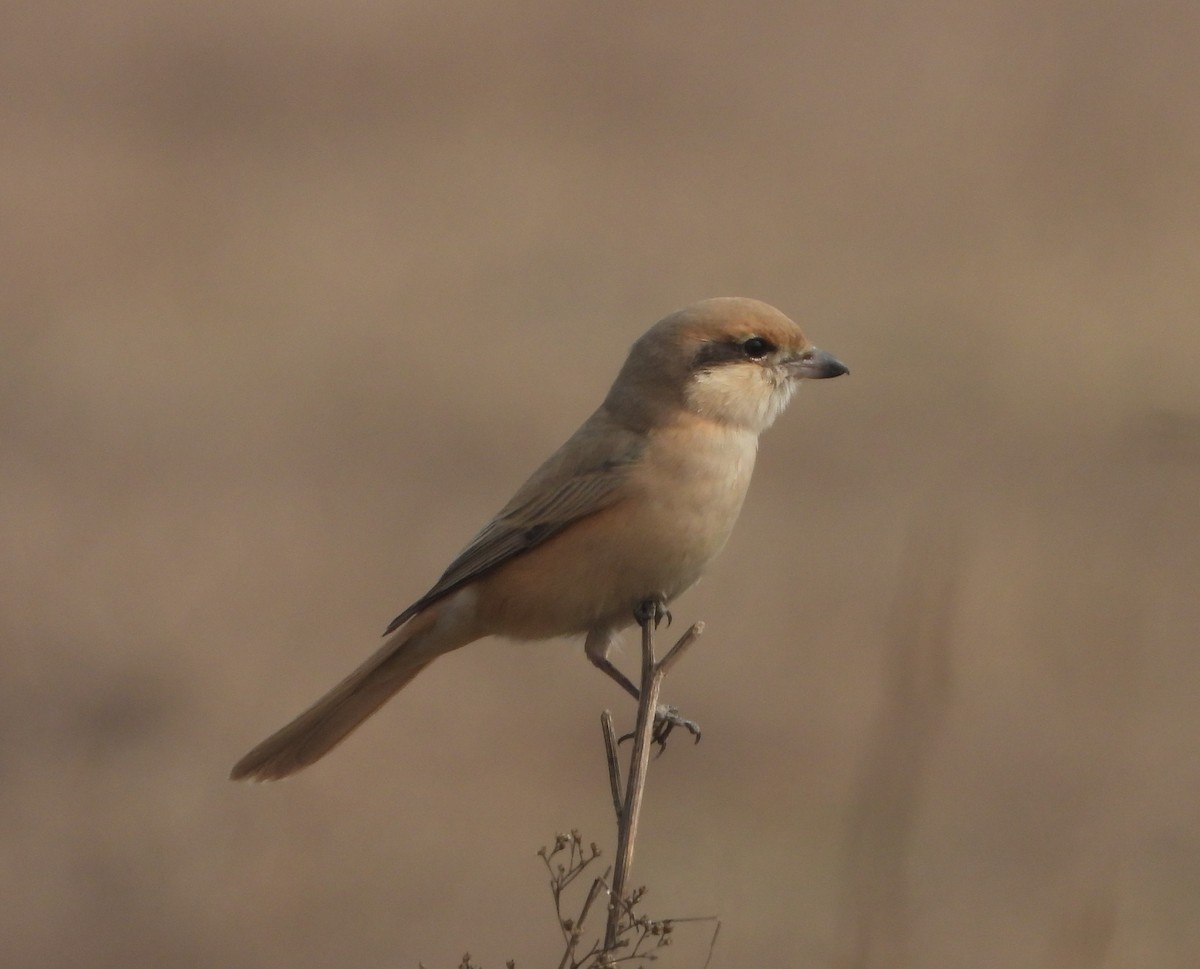 Isabelline Shrike - ML141814961