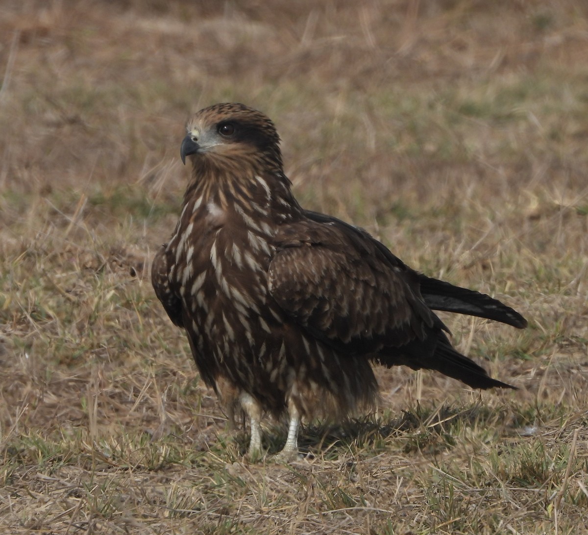 Black Kite (Black-eared) - ML141815391