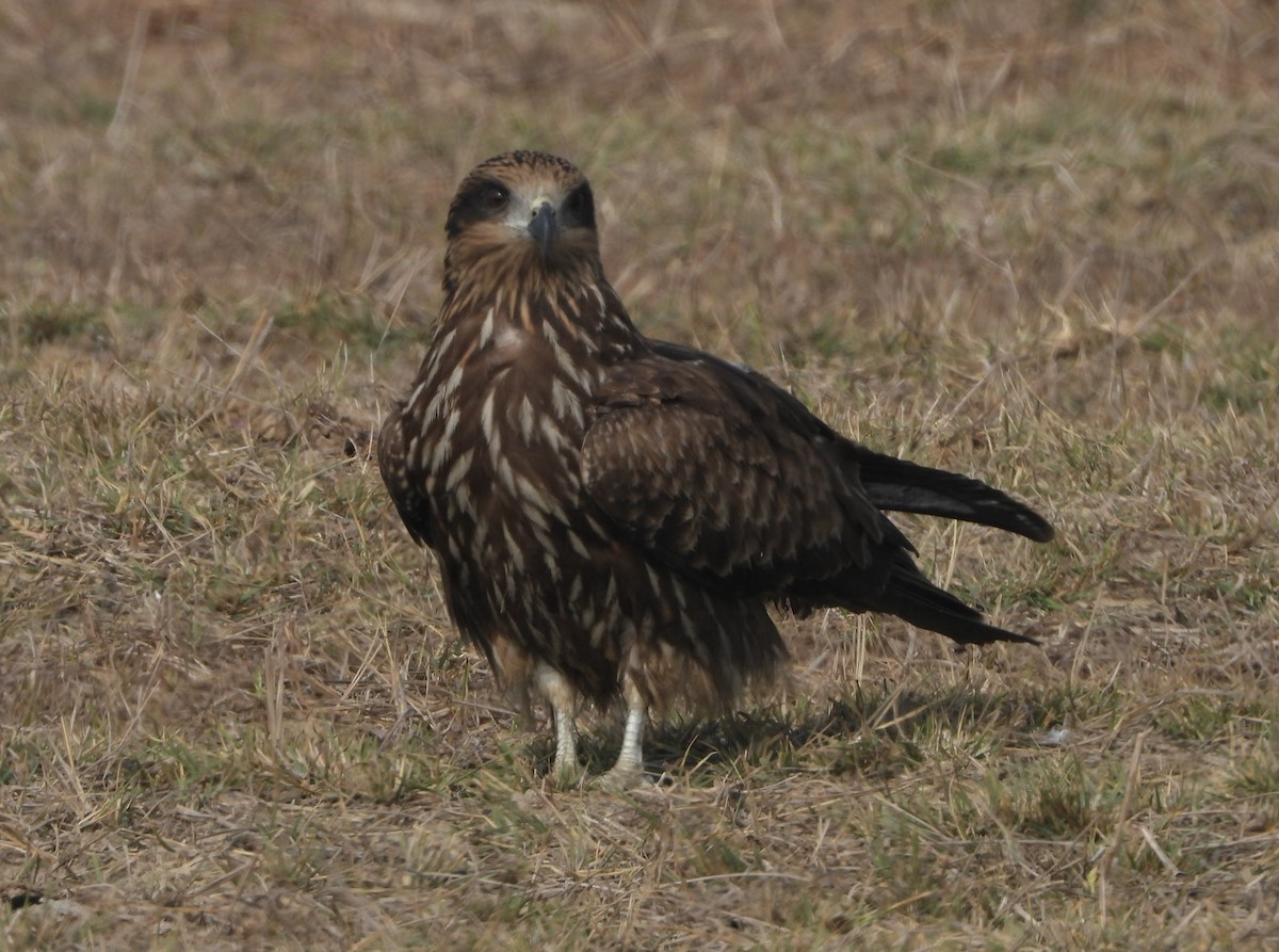 Black Kite (Black-eared) - ML141815401