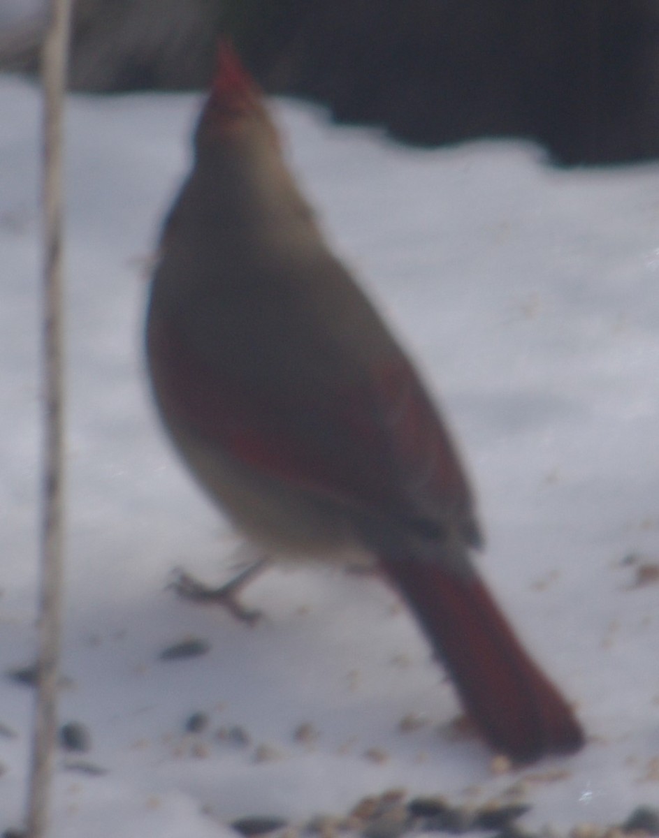 Cardinal rouge - ML141815491