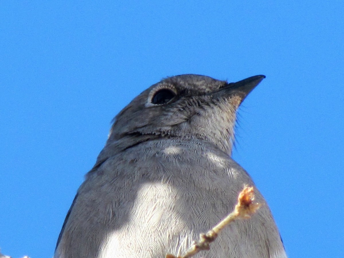 Townsend's Solitaire - ML141816481