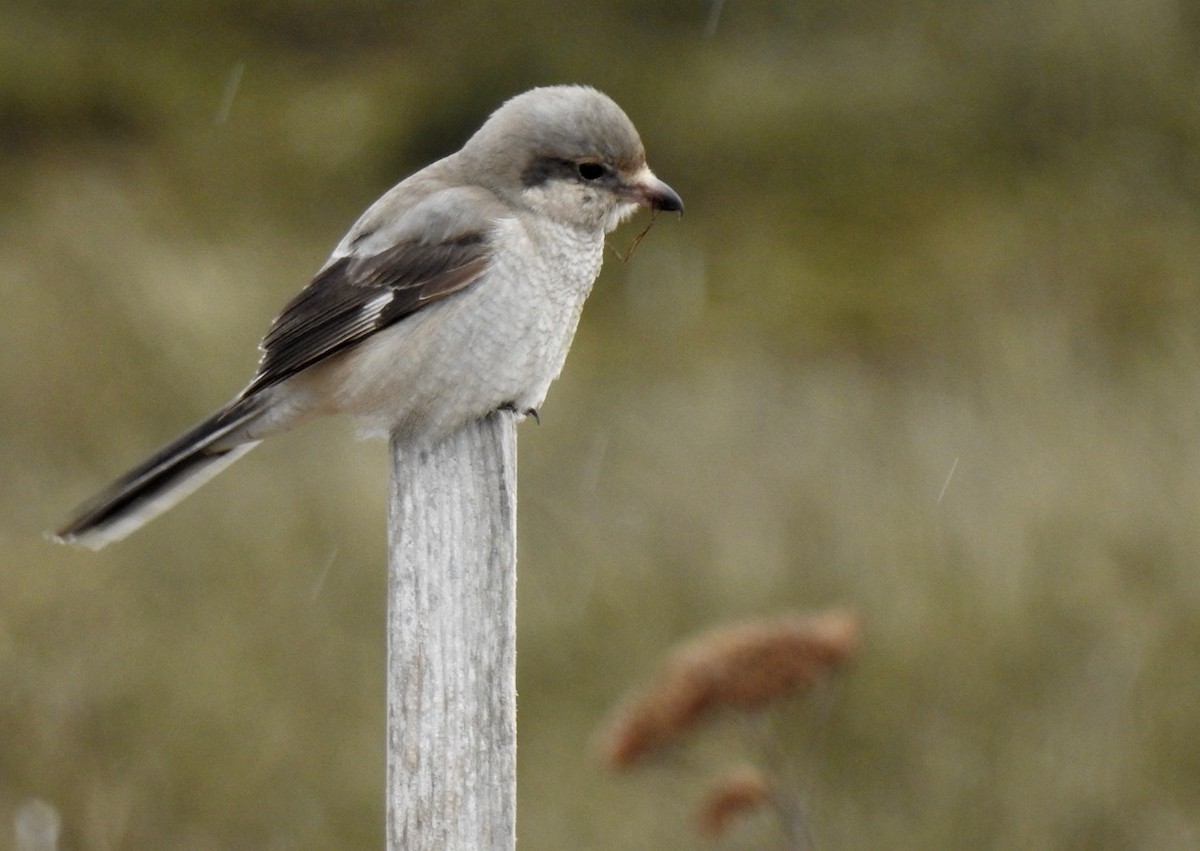 Northern Shrike - Isaac  Denzer