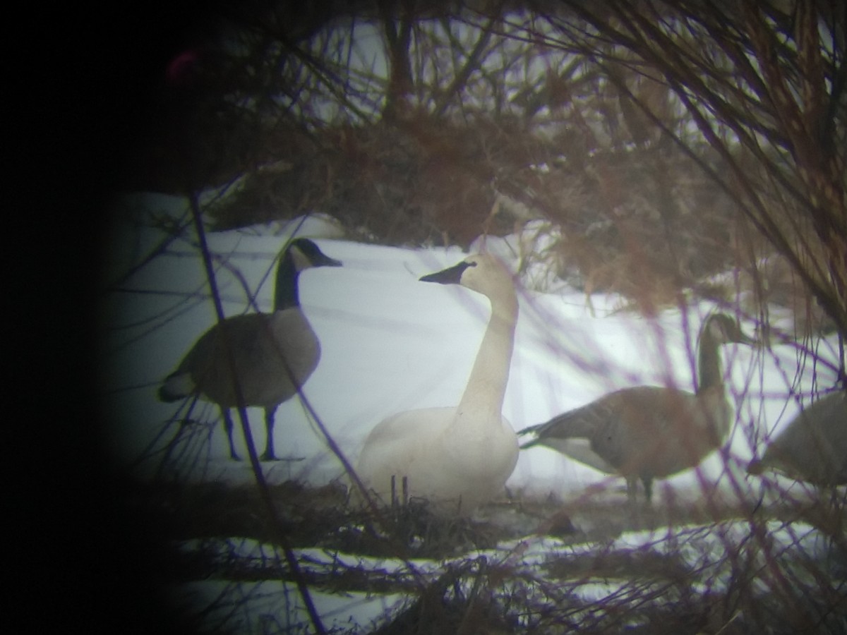 Tundra Swan - ML141818201