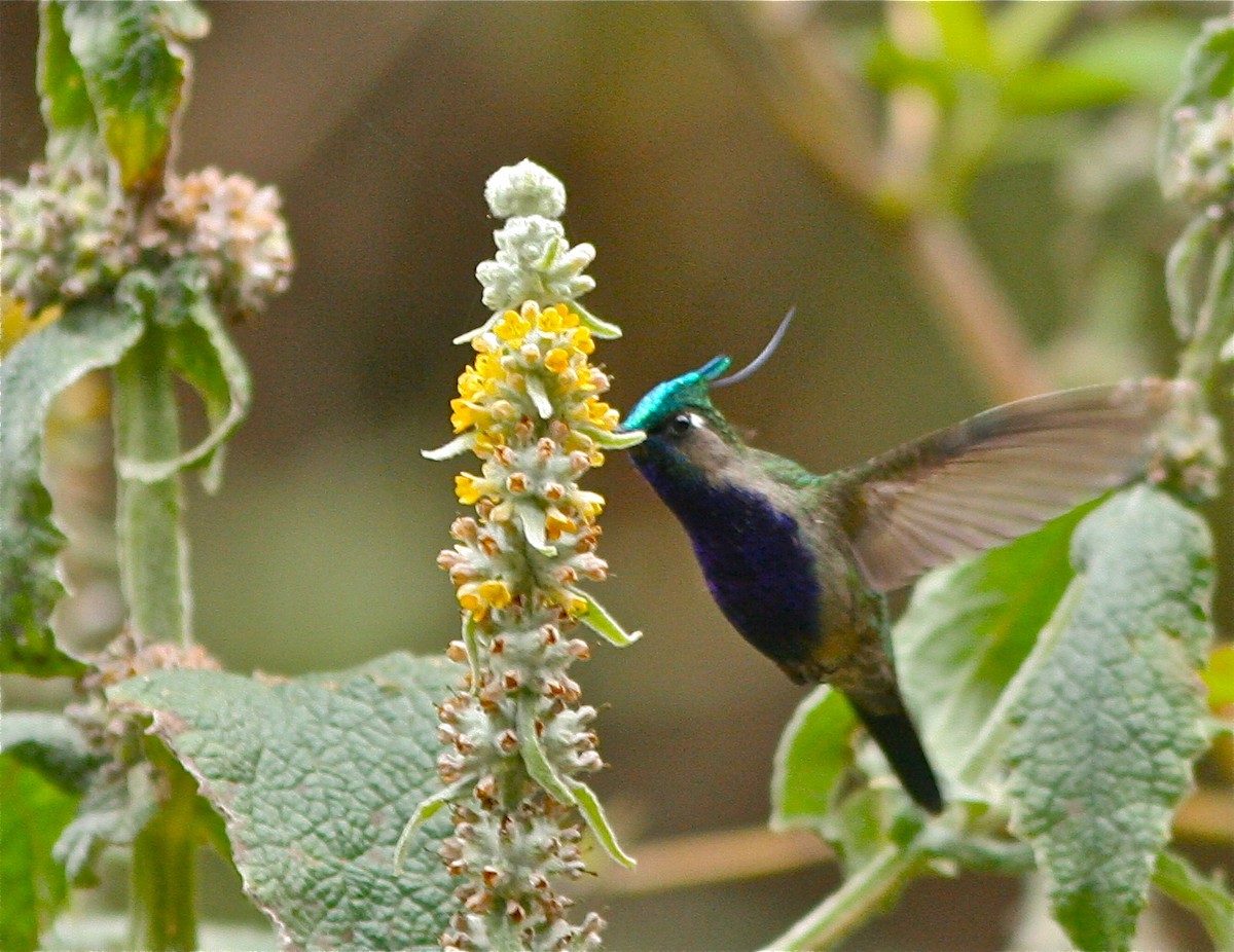 Colibri de Delalande - ML141818291