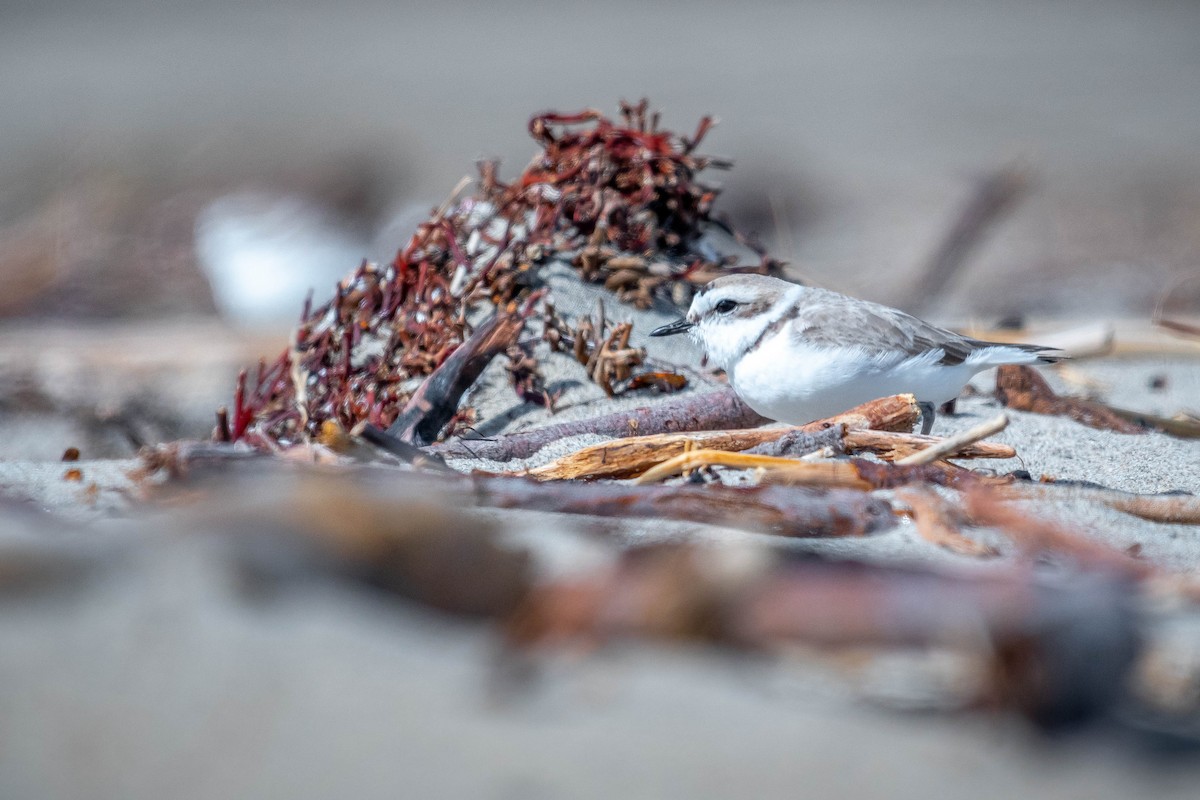 Snowy Plover - ML141818751