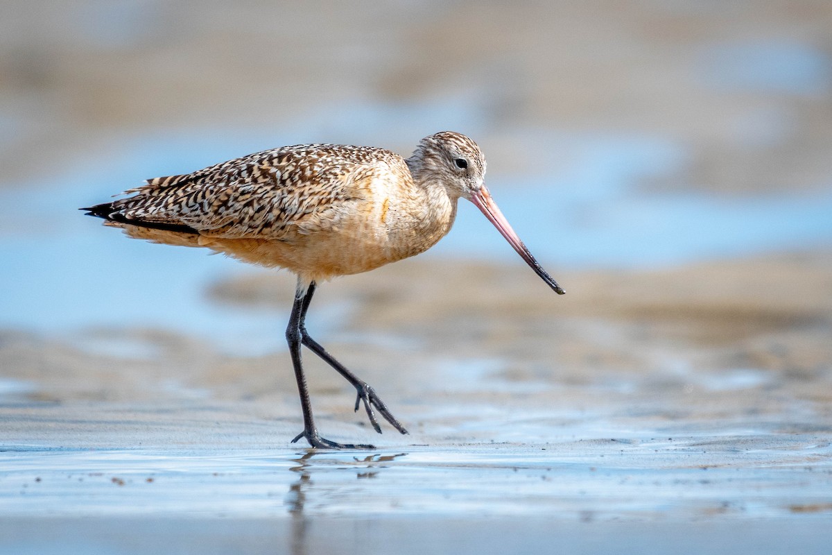 Marbled Godwit - ML141818811