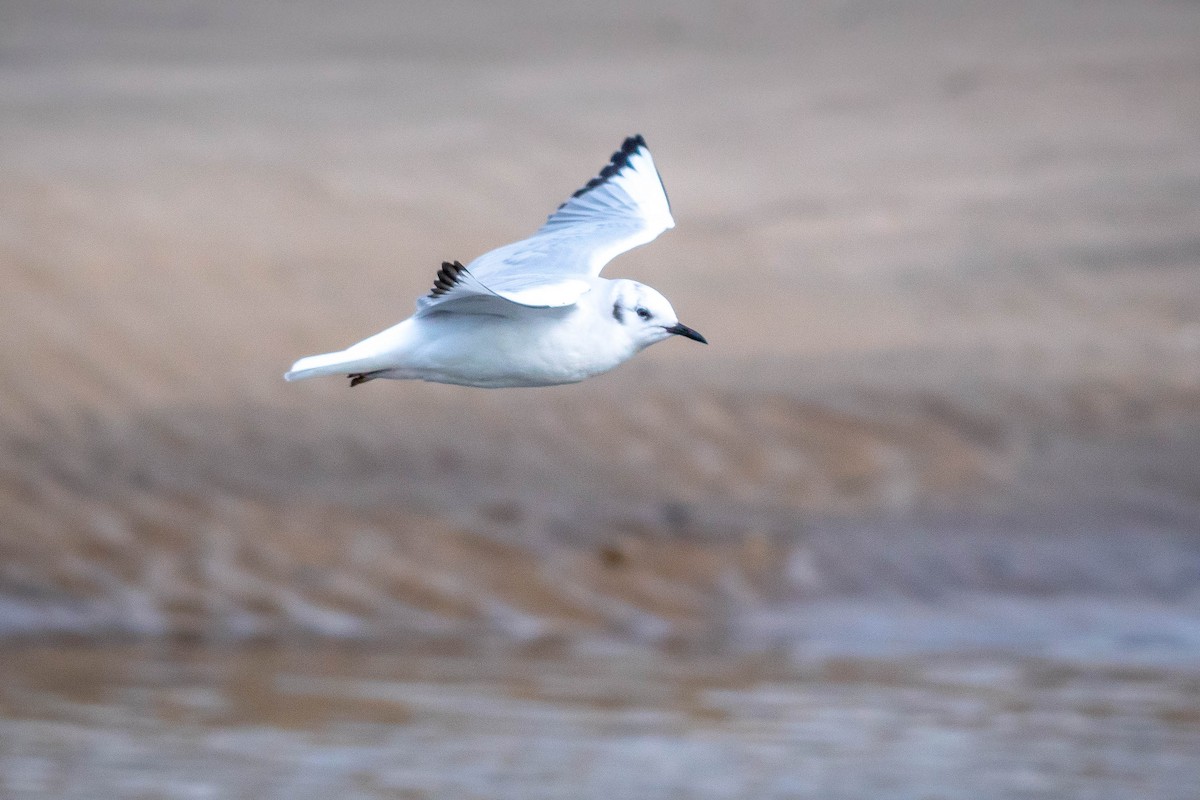 Bonaparte's Gull - ML141818901