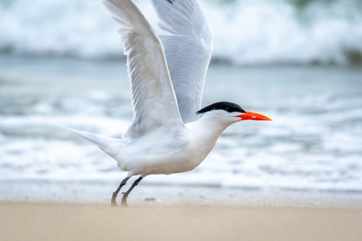 Royal Tern - ML141819001