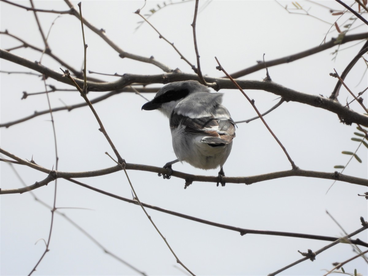 Loggerhead Shrike - ML141819031