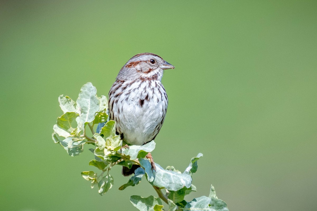 Song Sparrow - ML141819191