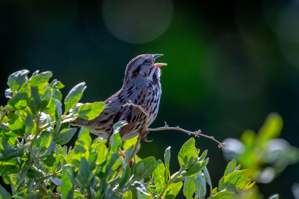 Song Sparrow - ML141819211