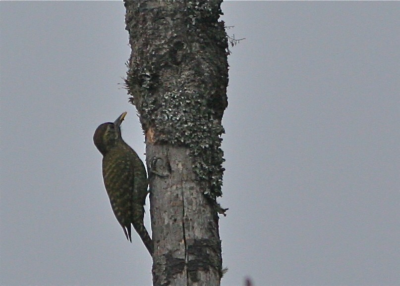 White-spotted Woodpecker - ML141819221