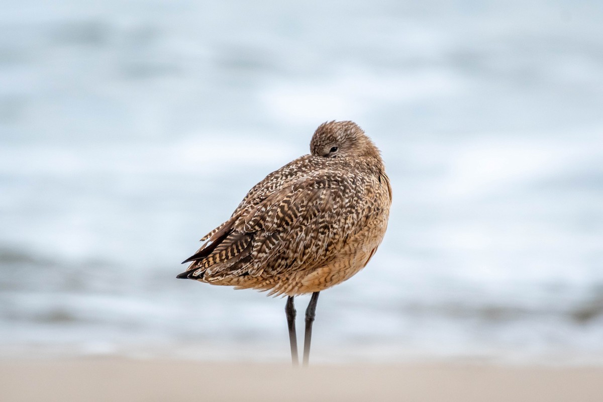 Marbled Godwit - ML141819281