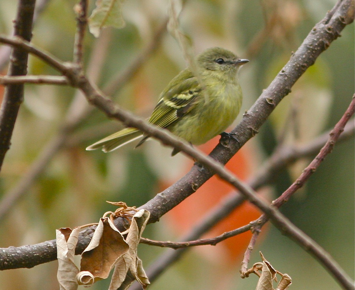 Greenish Tyrannulet - ML141819501