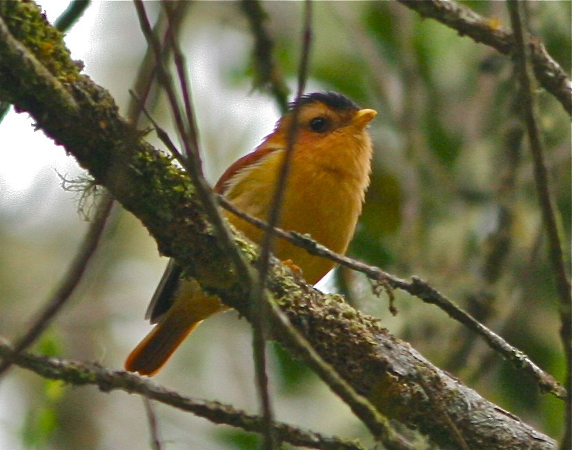 Black-capped Piprites - ML141819921