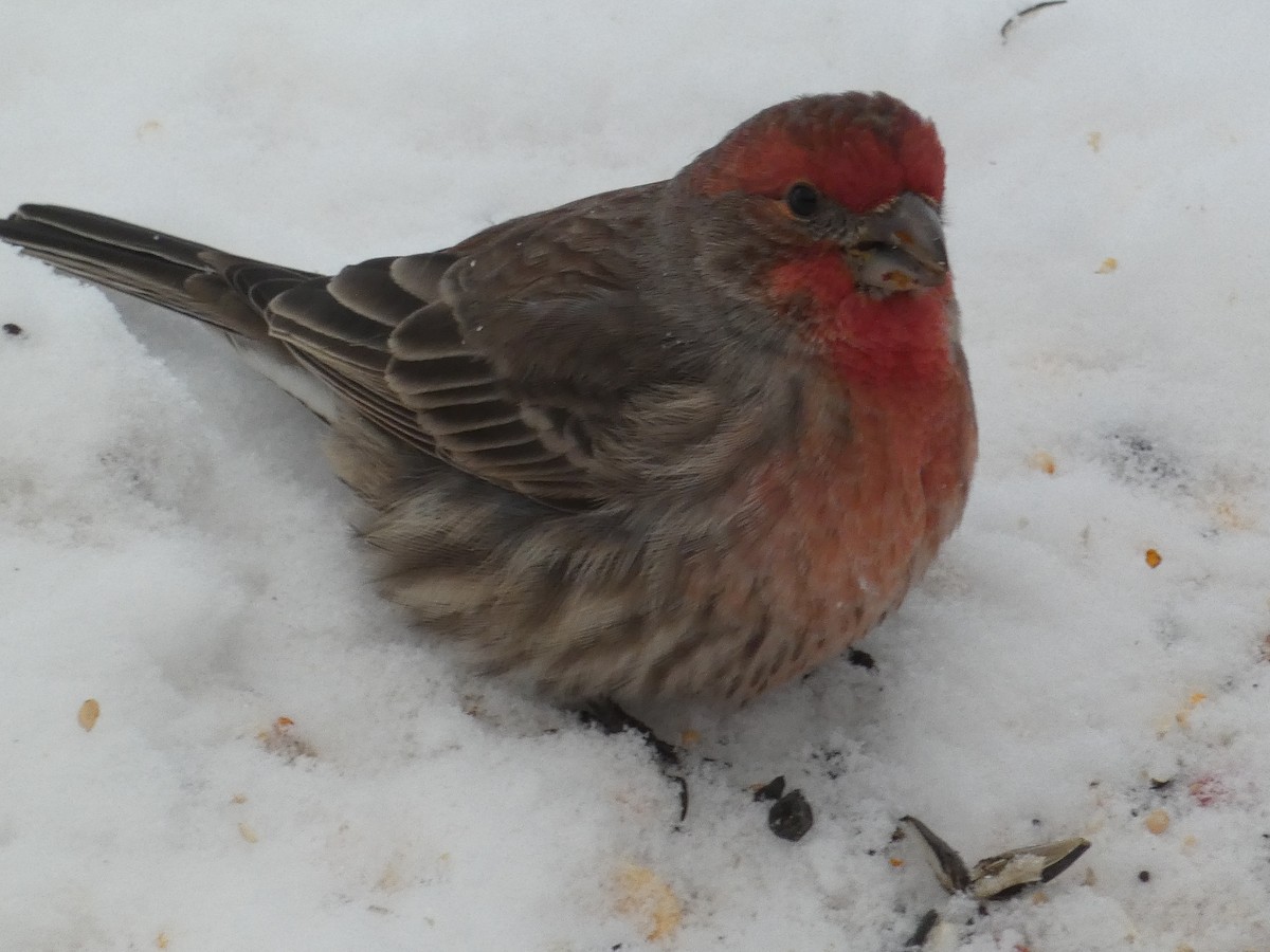 House Finch - ML141820091