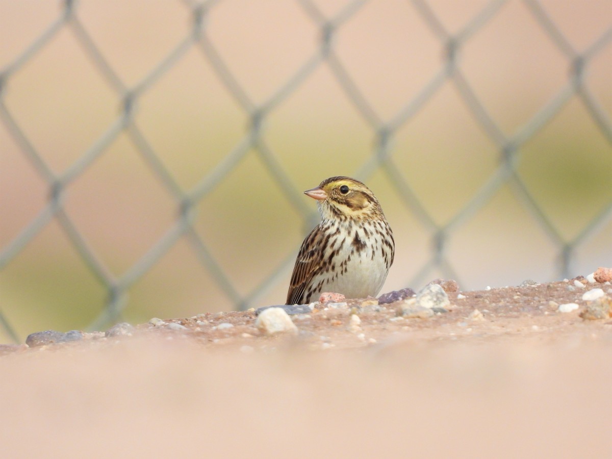 Savannah Sparrow - ML141820501