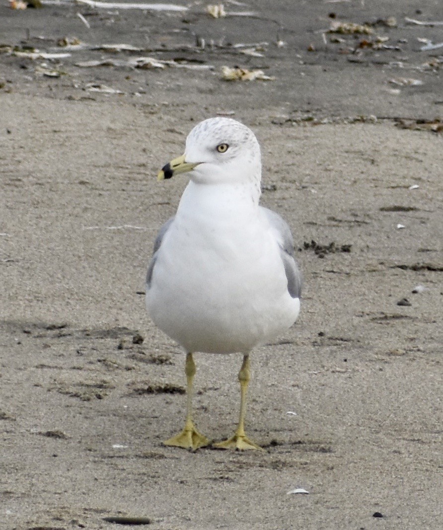 Ring-billed Gull - ML141820551