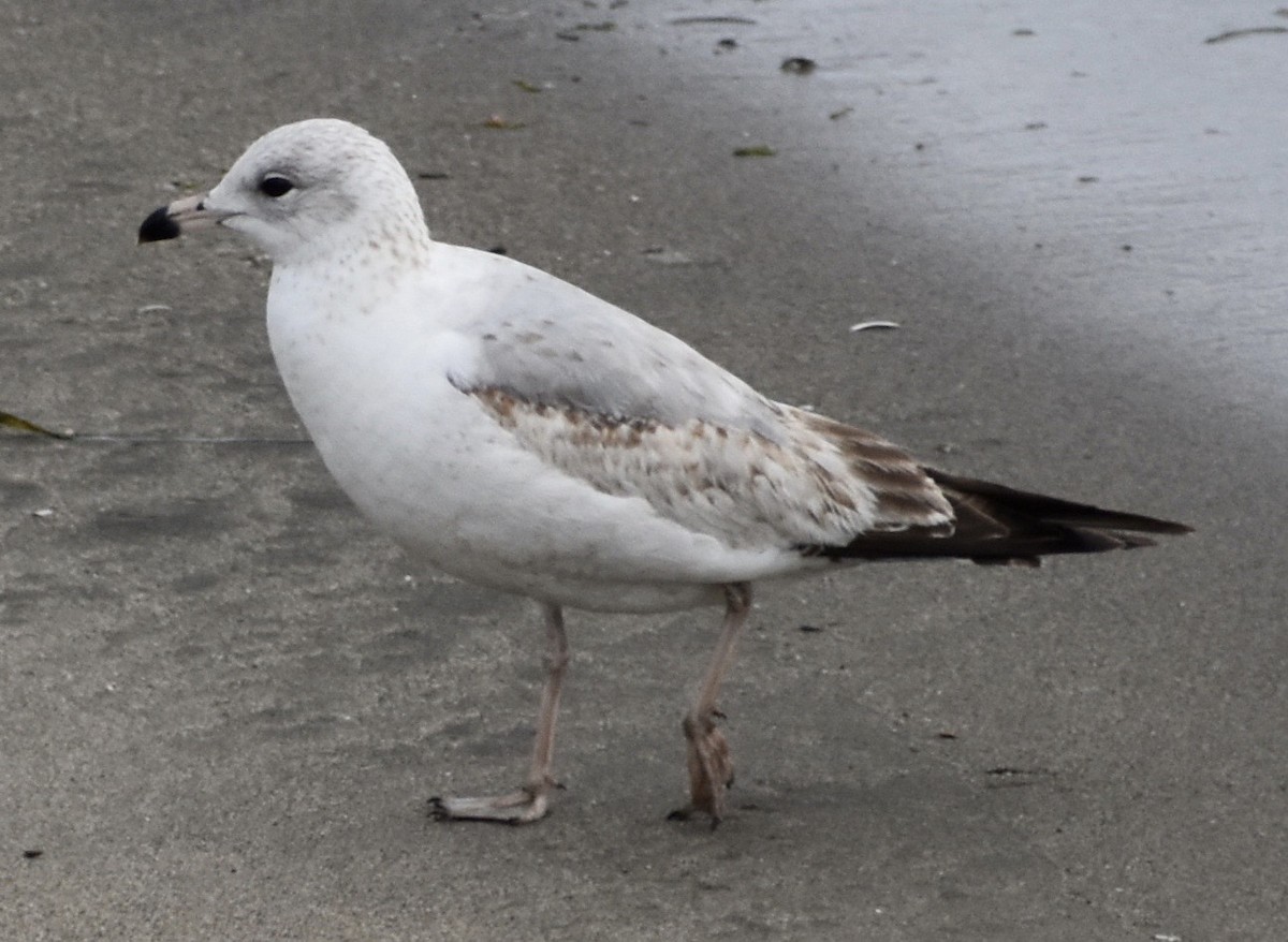 Ring-billed Gull - ML141820571