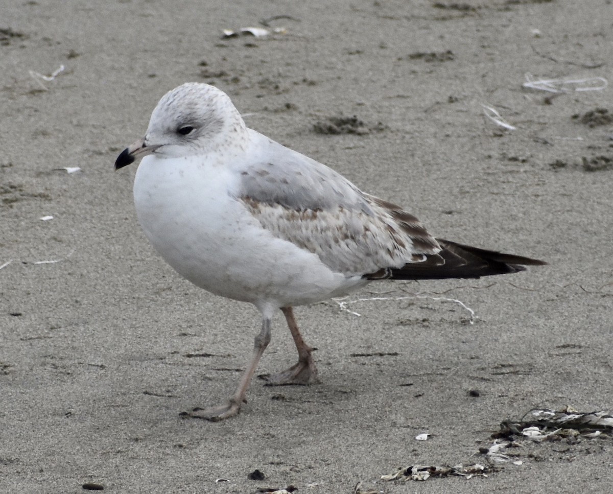 Ring-billed Gull - ML141820601