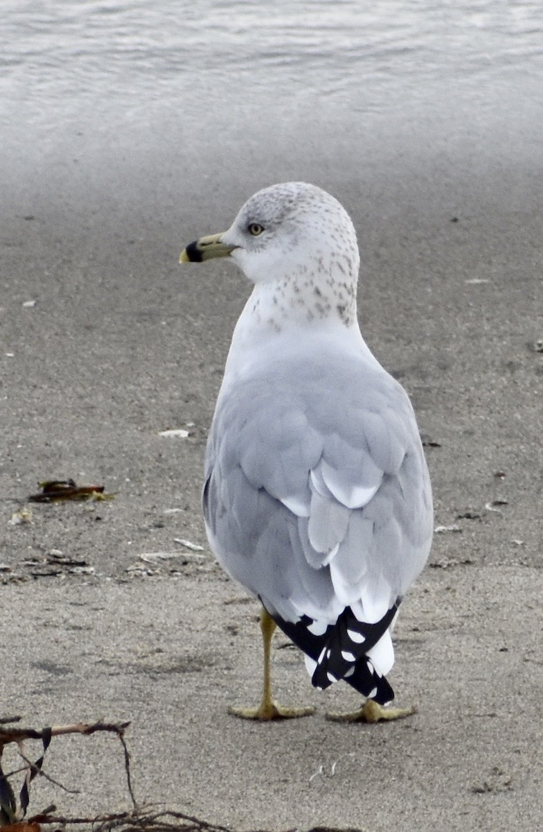 Ring-billed Gull - John/Linda Mendoza