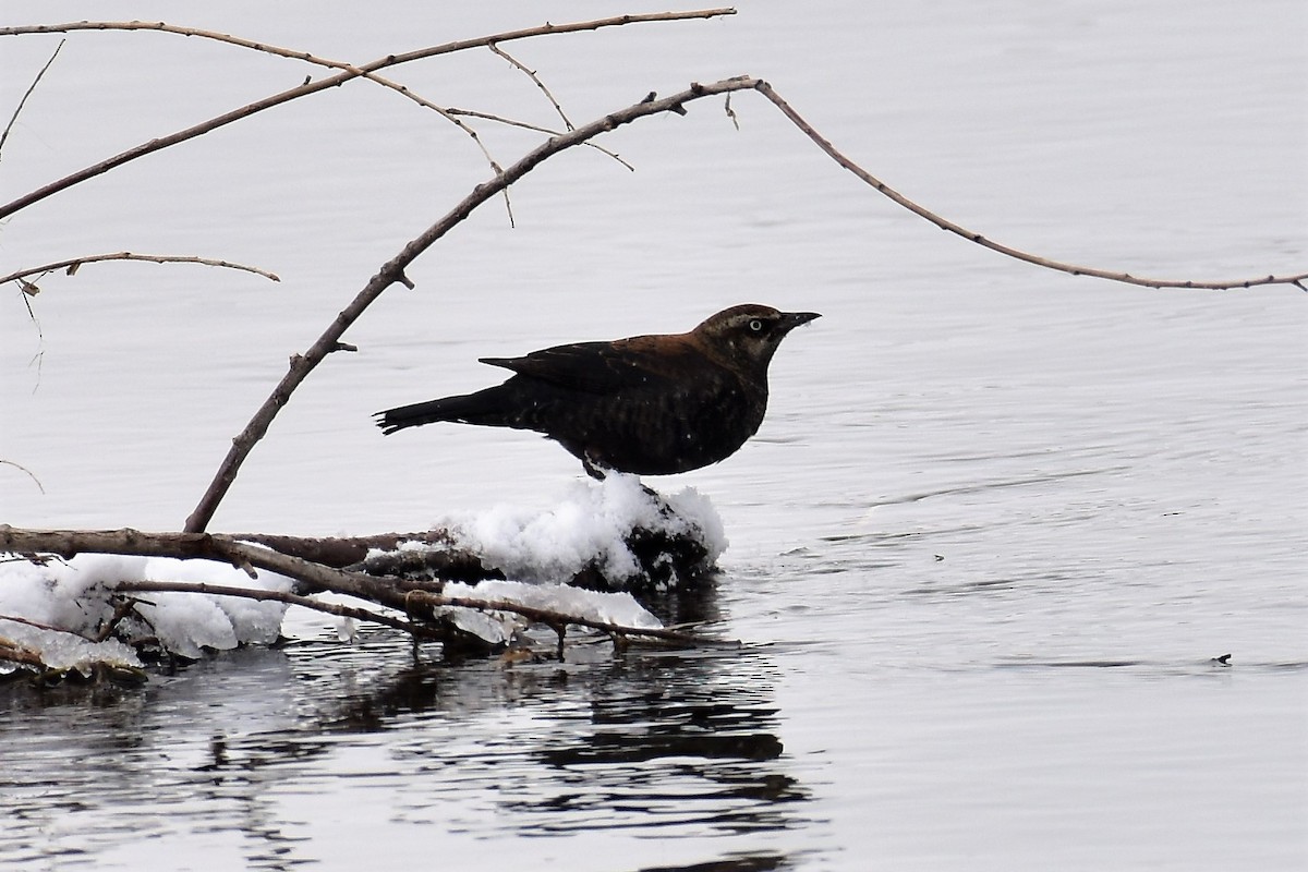 Rusty Blackbird - ML141821281