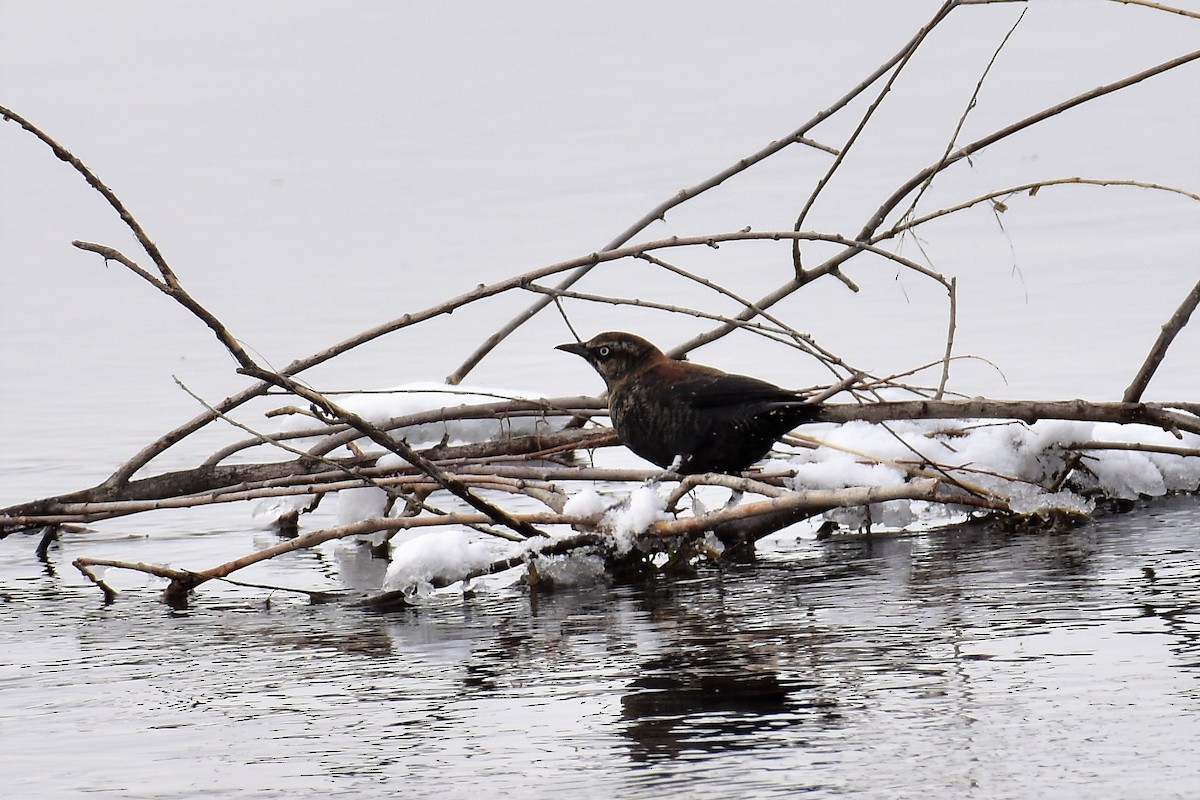 Rusty Blackbird - ML141821311