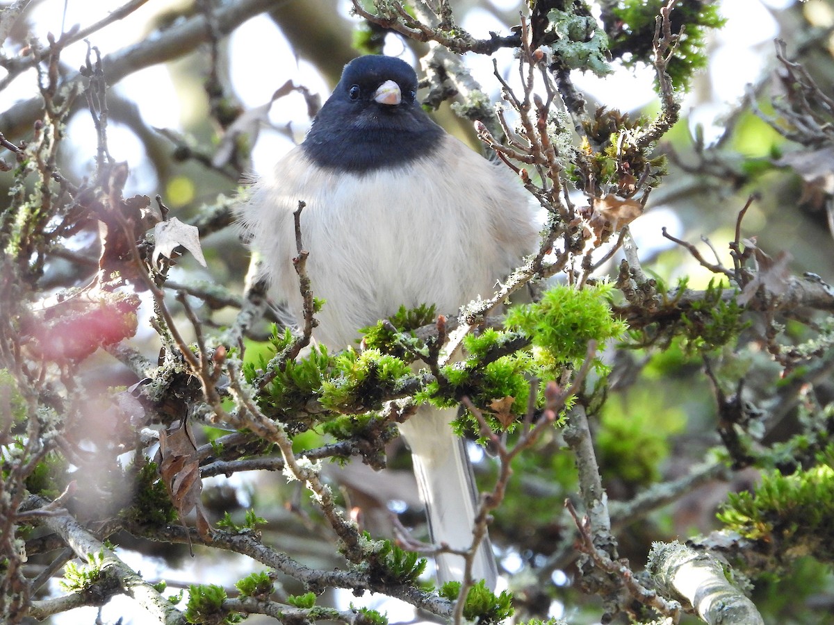 Dark-eyed Junco - ML141821411