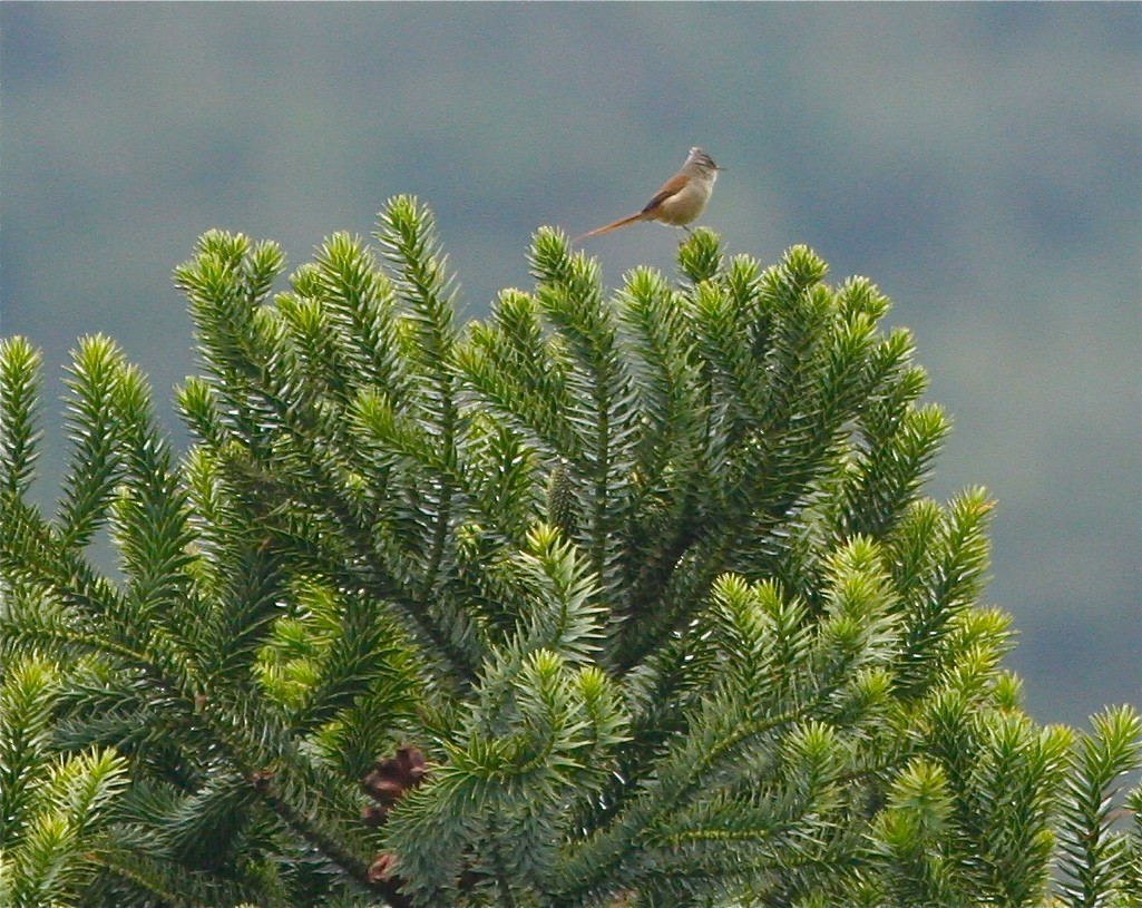 Araucaria Tit-Spinetail - ML141821521