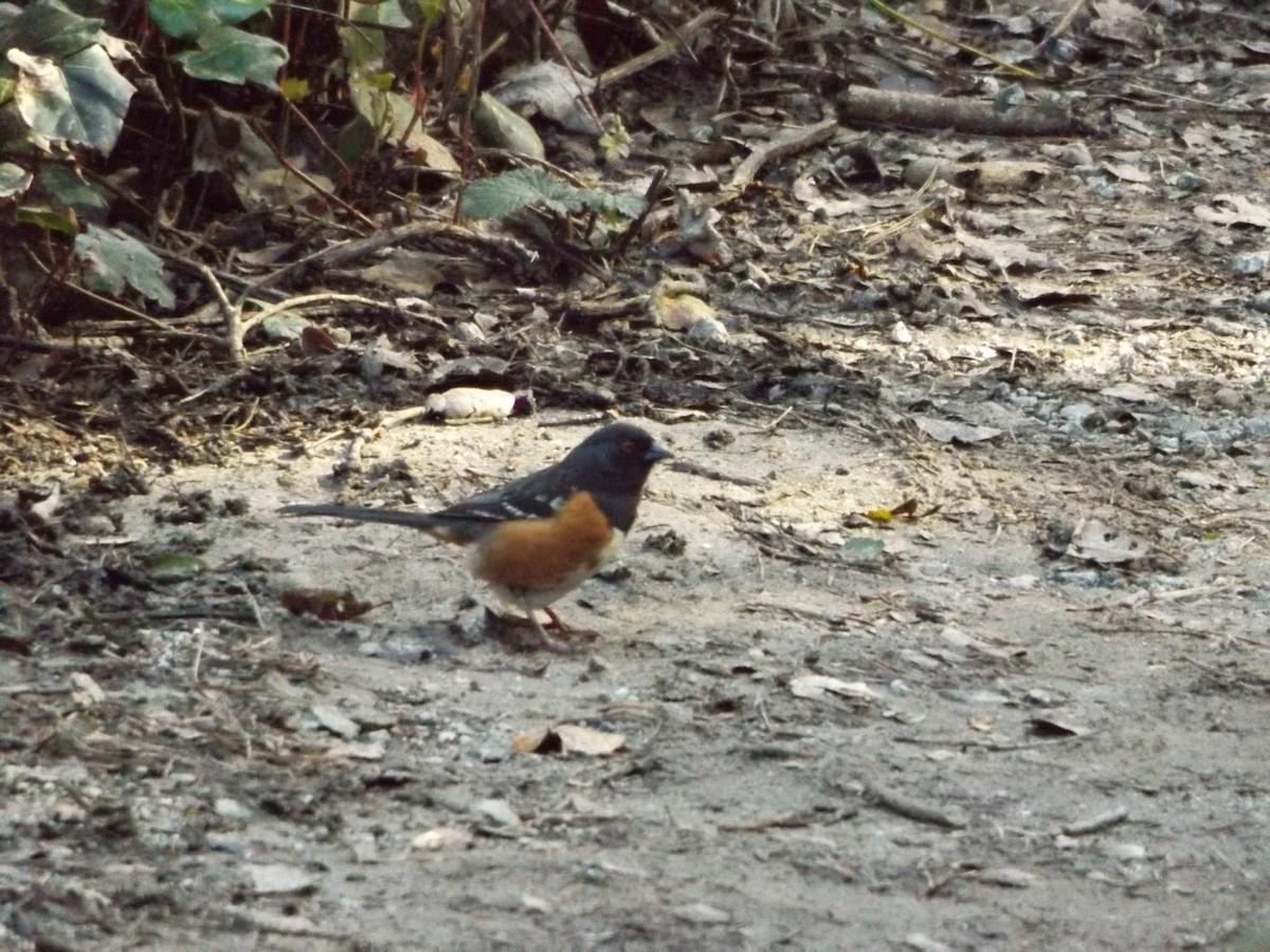 ホシワキアカトウヒチョウ - ML141821711