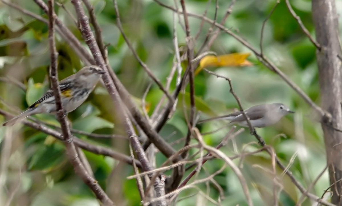 Blue-gray Gnatcatcher - ML141821841