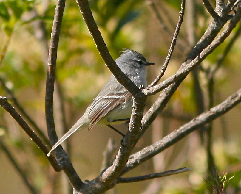 White-crested Tyrannulet (Sulphur-bellied) - ML141822471