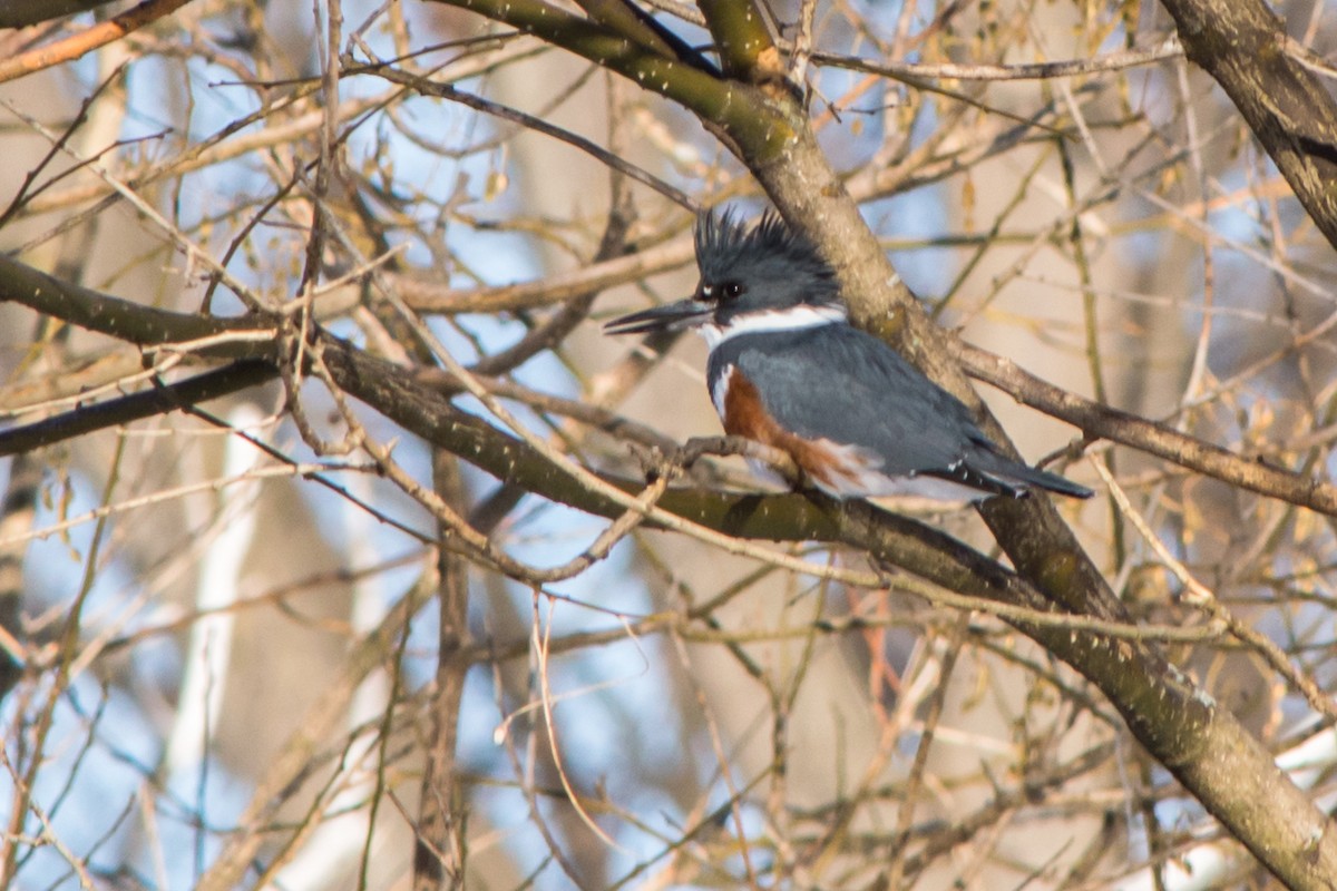 Belted Kingfisher - ML141823331