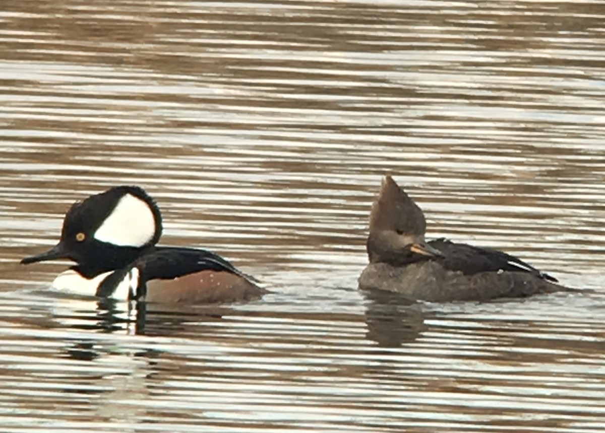 Hooded Merganser - ML141823471