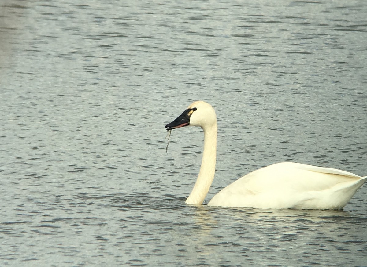 Tundra Swan - David Soares