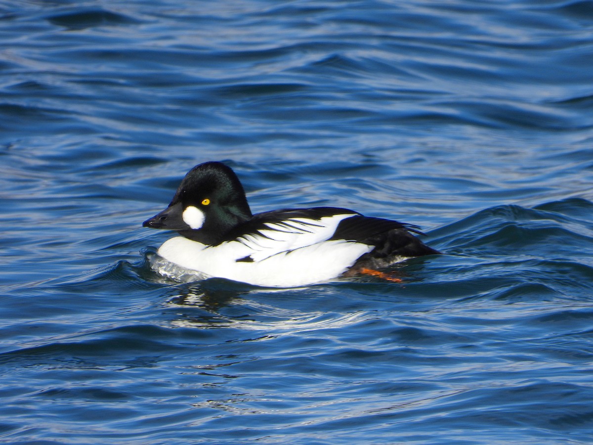 Common Goldeneye - ML141824161