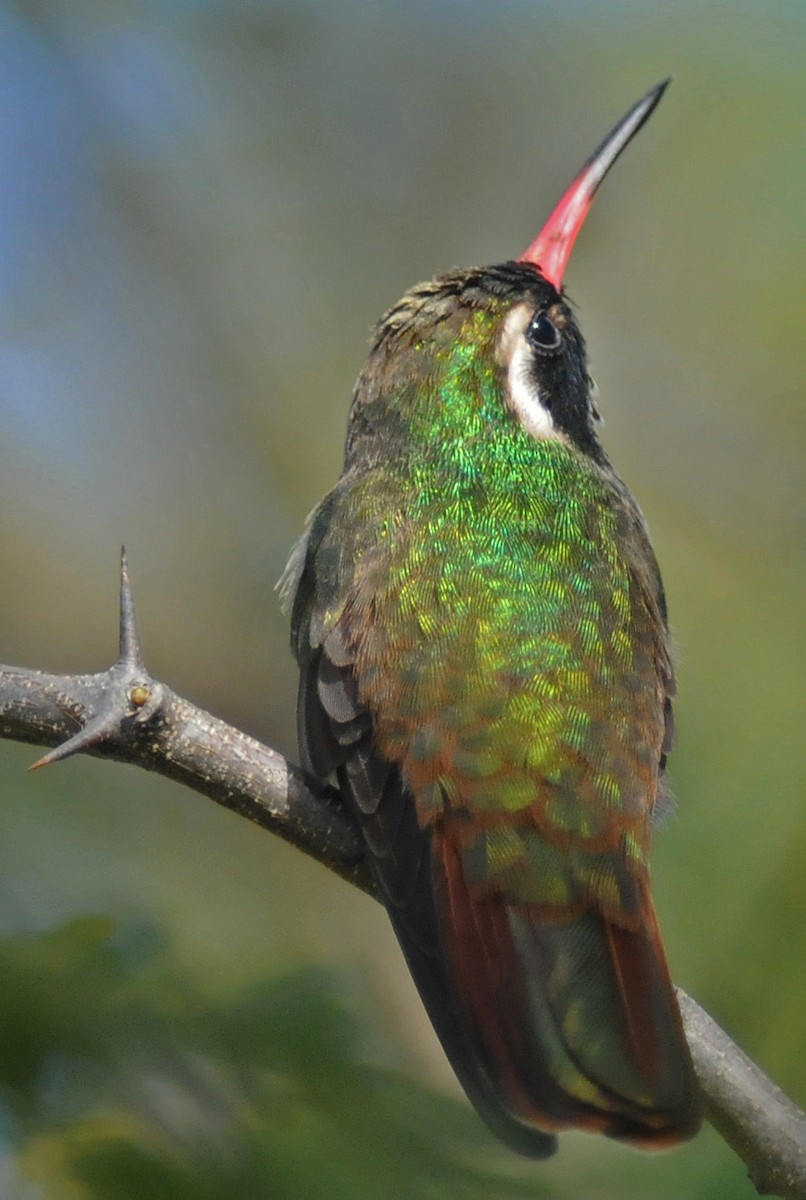 Colibrí de Xantus - ML141824181