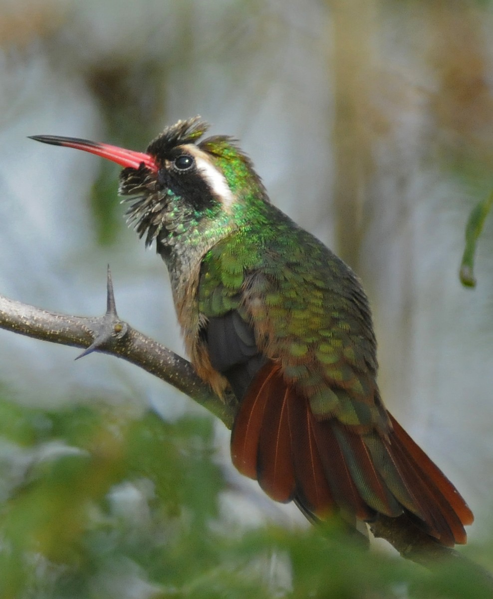 Colibrí de Xantus - ML141824191