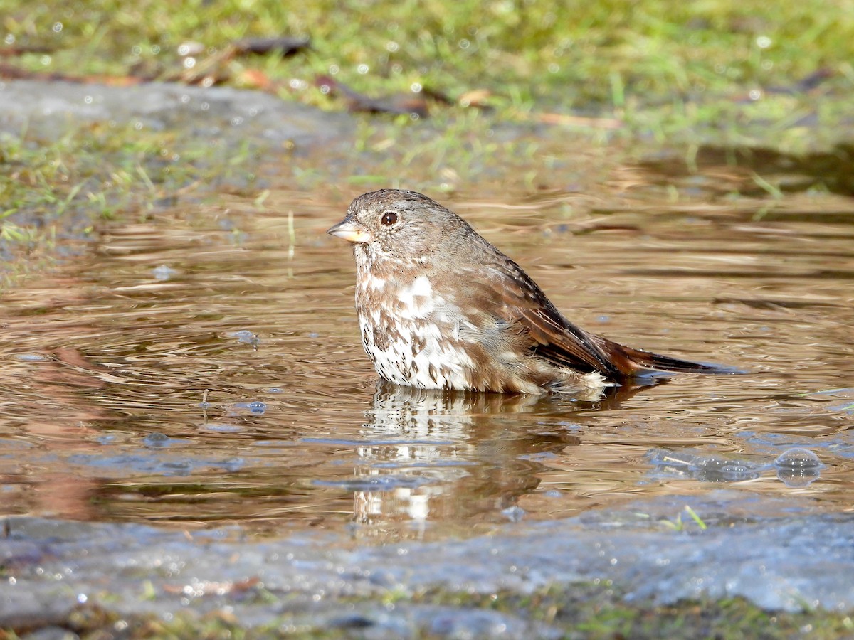 Fox Sparrow - ML141824231