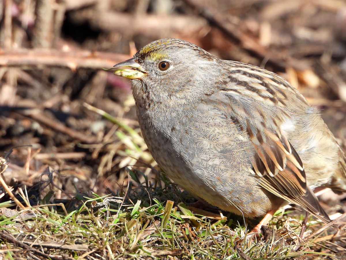 Golden-crowned Sparrow - Farshad Pourmalek