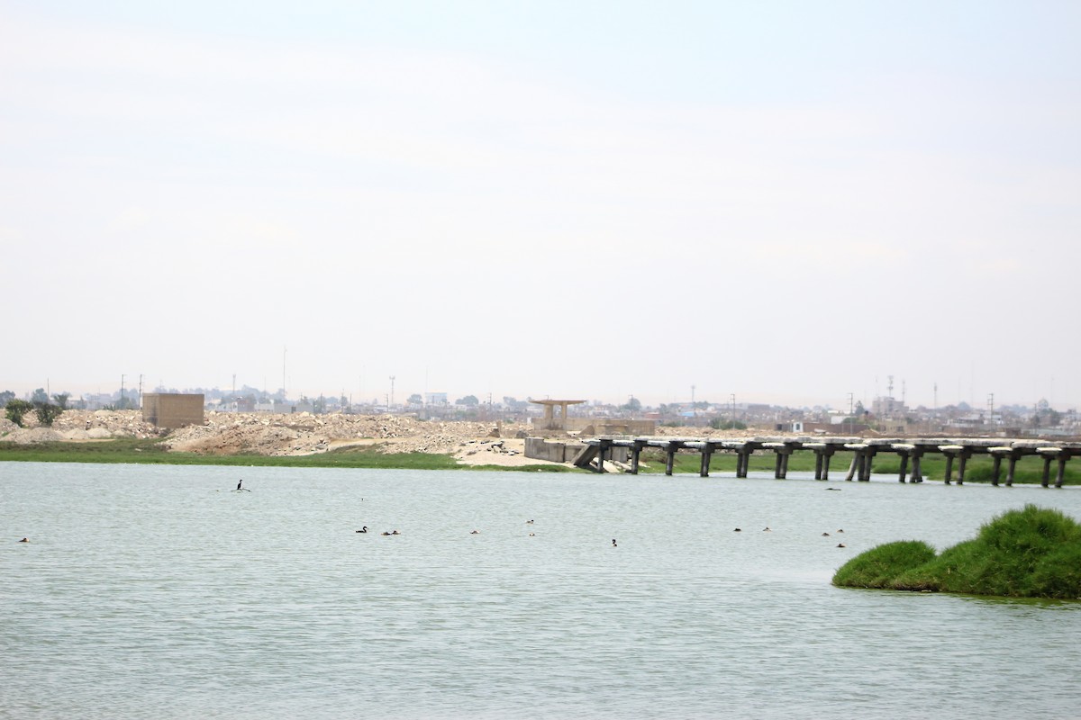 Great Grebe - ML141824401