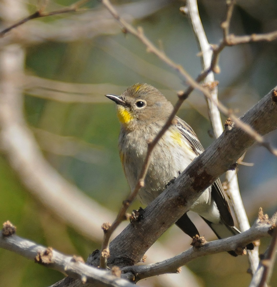 Reinita Coronada (auduboni) - ML141824441