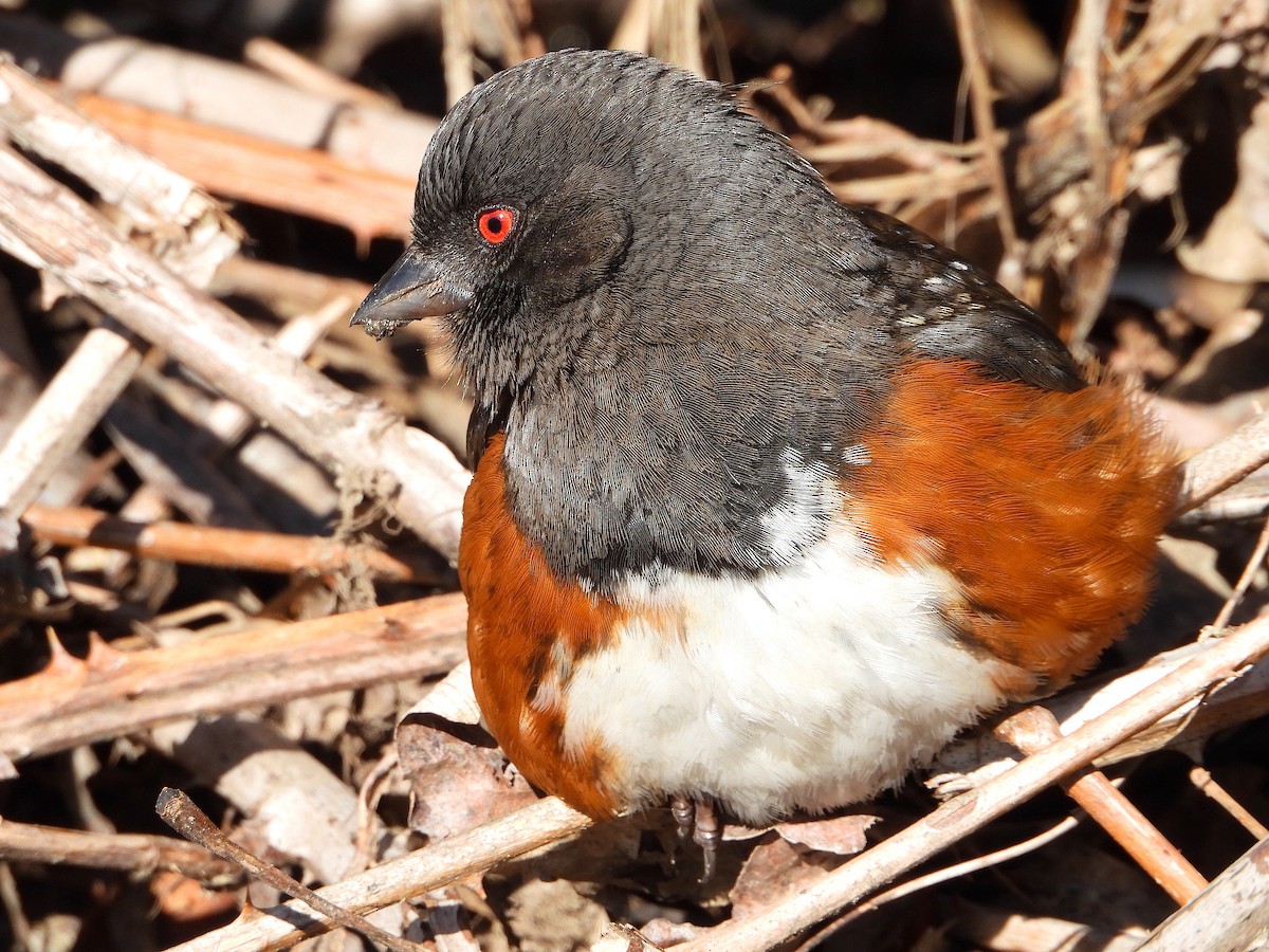 Spotted Towhee (oregonus Group) - ML141824471