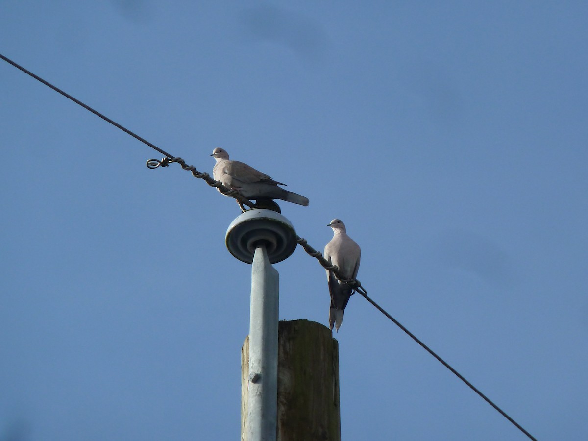 Eurasian Collared-Dove - ML141826151