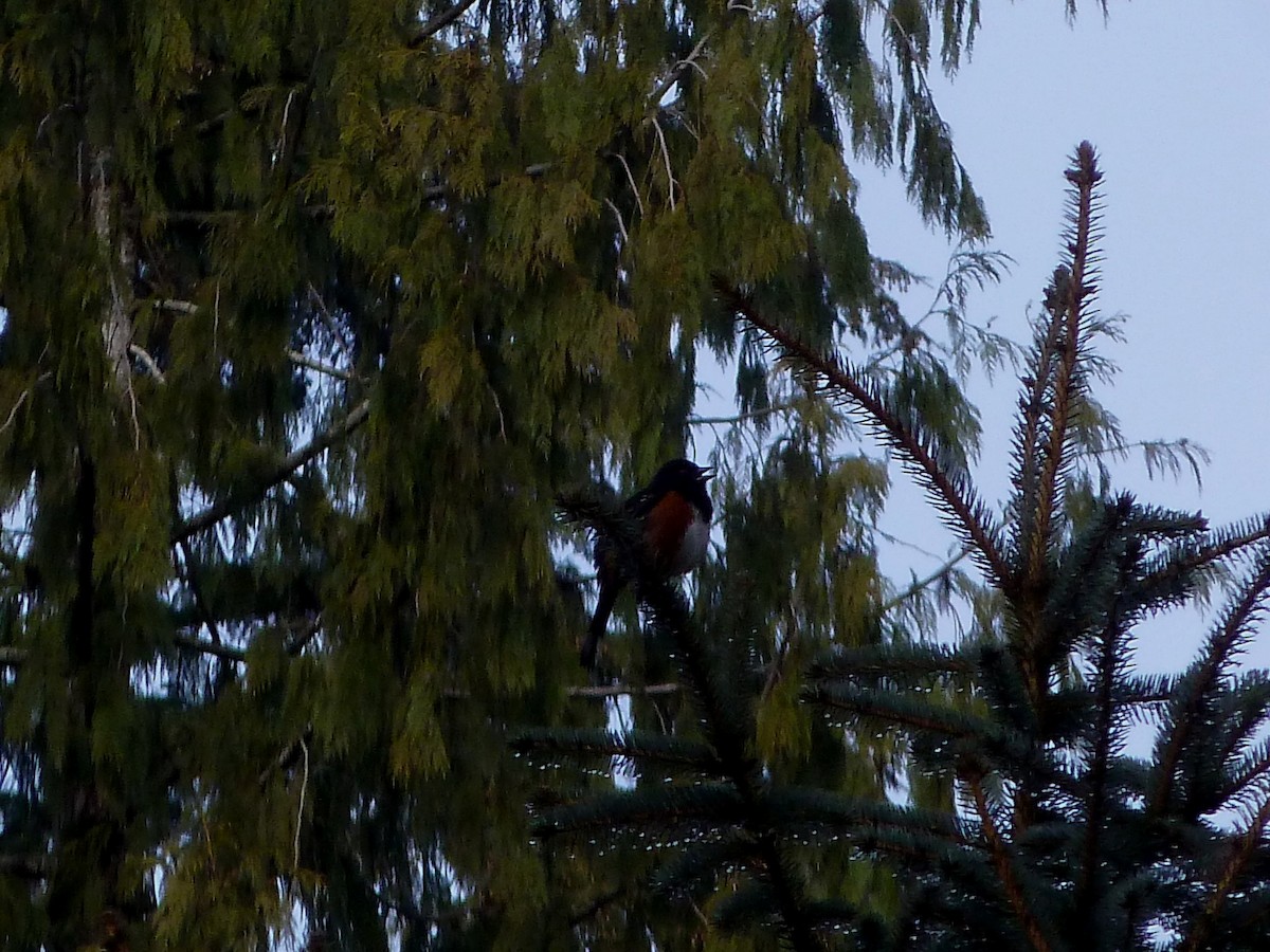 Spotted Towhee - ML141826341