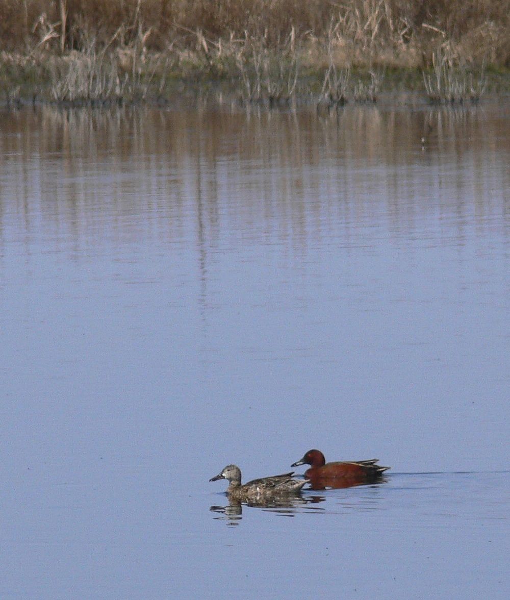 Cinnamon Teal - ML141826871